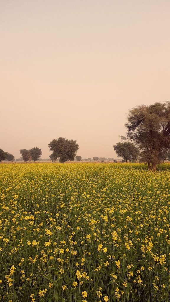 best dmc in India—Heaven Nights DMC